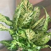 Diffenbachia Sparkles, with 5.5 inches white decor pot